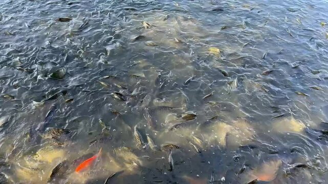 Fish in the water