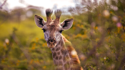 Cute giraffe in the Manyoni Private Game Reserve in KwaZulu-Natal in South Africa
