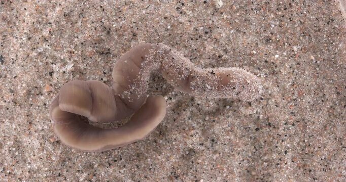Nemertea worm, genus Cerebratulus sp. close-up, family Lineidae. Predator, feeds on mollusks and small crustaceans... White Sea