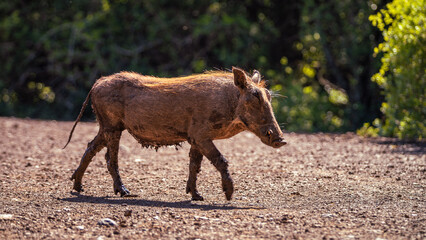 Ugly dirty Warthog in the Manyoni Private Game Reserve in KwaZulu-Natal in South Africa