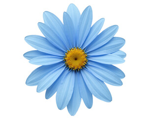 Blue Flower Cut Out Transparent Background PNG.