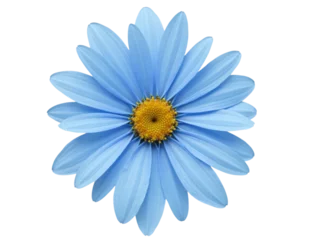 Selbstklebende Fototapeten Blue Flower Cut Out Transparent Background PNG. © Pixel Corner