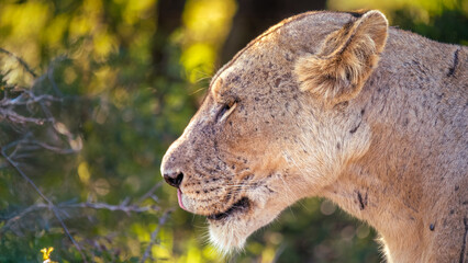 Wild lion spotted during safari game drive in the Manyoni Private Game Reserve in KwaZulu-Natal in South Africa