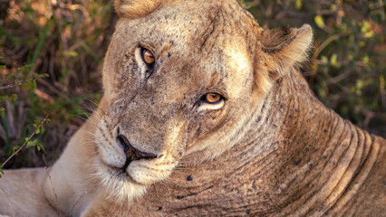 Wild lion spotted during safari game drive in the Manyoni Private Game Reserve in KwaZulu-Natal in...