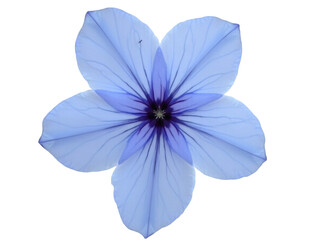 Blue Flower Cut Out Transparent Background PNG.