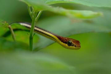 Serpent à dos bronzé élégant