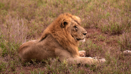 Wild lion with bloody scratches in the Manyoni Private Game Reserve in KwaZulu-Natal in South Africa
