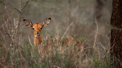 Little cute Impala in the Manyoni Private Game Reserve in KwaZulu-Natal in South Africa