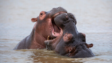 Fototapeta premium Hippos fighting in the water in Santa Lucia in South Africa