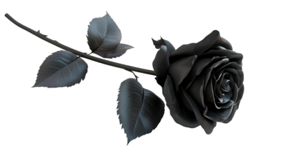 black rose on transparent background