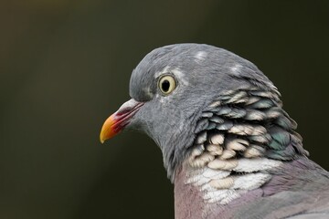 Pigeon close-up with detailed feathers.