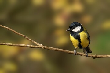 Great tit on a branch with blurred background.