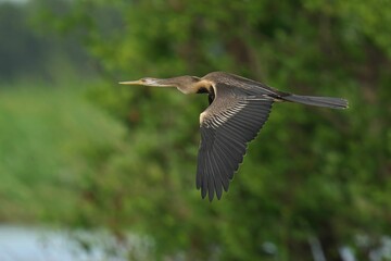 Darter bird in flight against green forest.