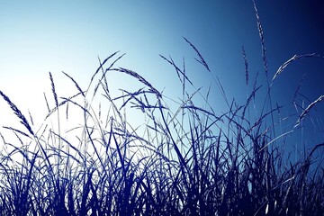 Obraz premium Serene Blue Grass Silhouette: A Minimalist Nature Artwork