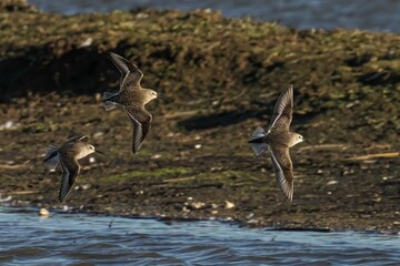 Sandpipers in Flight Over Wetland