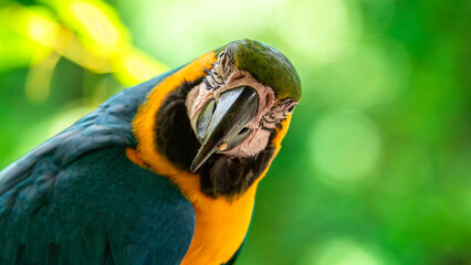 Blue-And-Gold Macaw (Ara Ararauna) in Birds Of Eden on the Garden Route in South Africa © Foto-Jagla.de