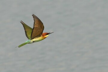 European bee-eater in flight with colorful plumage.