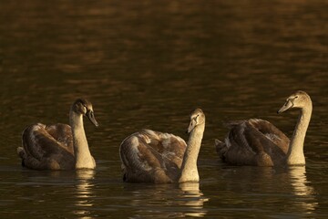Juvenile swans on a serene lake at sunset