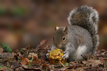Squirrel with Apple in Autumn Foliage