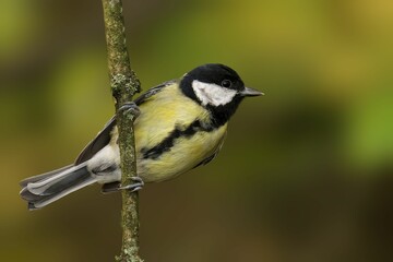 Fototapeta premium Great tit on a branch