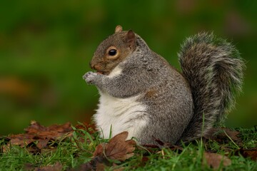 Grey squirrel eating on a grassy field.
