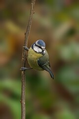 Blue Tit Perched on a Branch