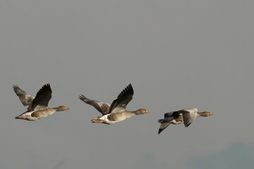 Geese in Flight Against a Muted Sky