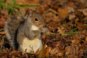 Squirrel amidst autumn leaves.