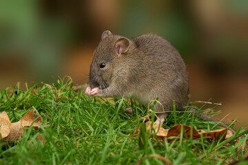 Brown rat on grass with autumn leaves.