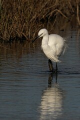 Graceful white egret wading in a marsh.