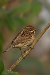 Sparrow perched on a branch.