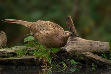 Pheasant on a log in natural habitat