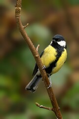 Fototapeta premium Great tit bird perched on branch