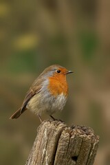 European robin on a wooden post.