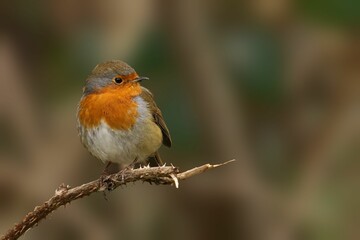 European robin perched on a branch
