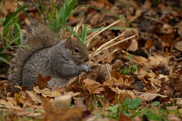 Gray squirrel foraging in autumn leaves.