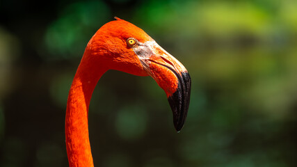 Fototapeta premium Caribbean Flamingo / American Flamingo (Phoenicopterus Ruber) in Birds Of Eden on the Garden Route in South Africa
