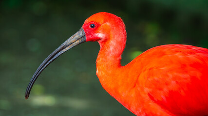 Scarlet Ibis (Eudocimus Ruber) in Birds Of Eden on the Garden Route in South Africa