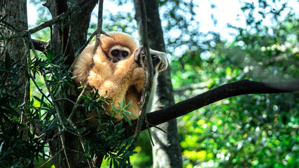 The White-Handed or Lar Gibbon (Hylobates Lar) in Monkeyland in Plettenberg Bay in South Africa