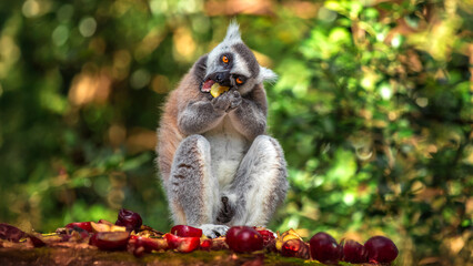Ring-tailed Lemur (Lemur Catta) eating some fruits in Monkeyland in Plettenberg Bay in South Africa