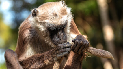 The Hanuman Langur or Grey Langur (Semnopithecus) in Monkeyland in Plettenberg Bay in South Africa