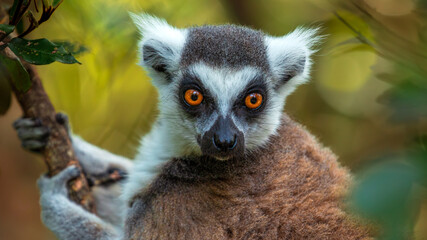 Ring-tailed Lemur (Lemur Catta) in Monkeyland in Plettenberg Bay in South Africa