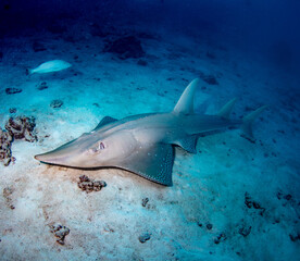 Fototapeta premium Guitarfish