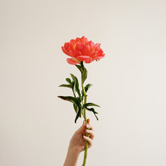 Vibrant Peony Held Gracefully. Minimalistic Floral Art, Nature's Serenity, Modern Botanical Decor,...