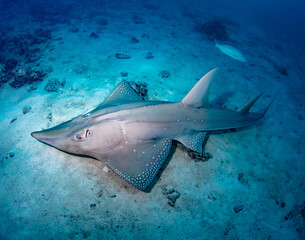Guitarfish