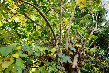 Fototapeta premium Wet green leaves. High quality photo