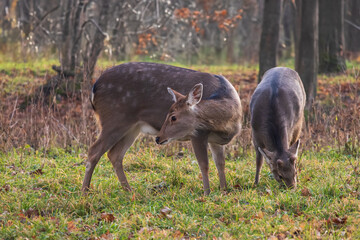 Sika deer - Cervus nippon in winter in the forest