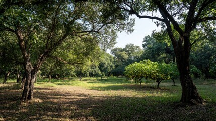 Serene fruit-laden orchard under sunlight tranquil nature scene vibrant green environment peaceful view