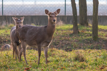 Sika deer - Cervus nippon in winter in the forest