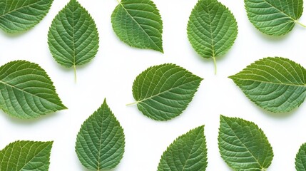 Fresh Green Leaves Pattern on White Background